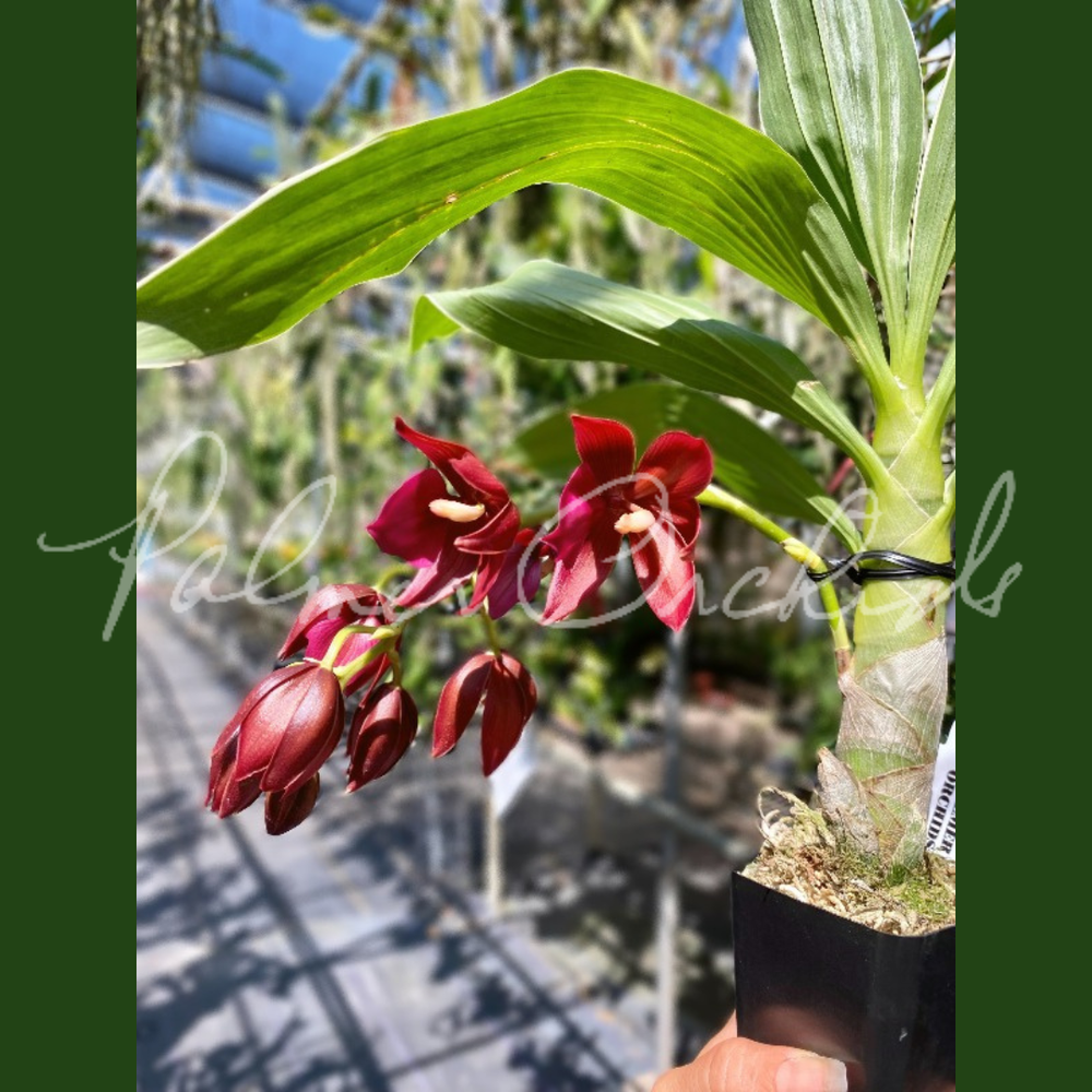Cycd. Wine Delight (Variegated) — Palmer Orchids